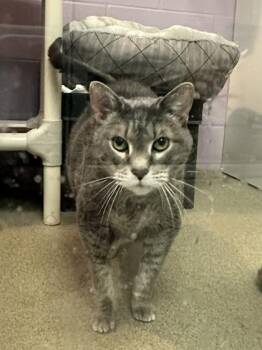 Ruby -  Domestic Short Hair Cat for Adoption in Palm Coast, Florida - Ruby | PetCurious