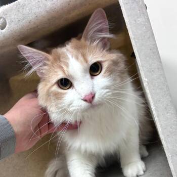 Domestic Medium Hair Cats Available for Adoption in Reno, Nevada - Prince | PetCurious