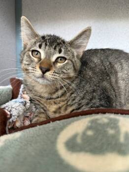 Rescue Domestic Short Hair Cats for Adoption in Montgomery, New Jersey - Boo Boo | PetCurious