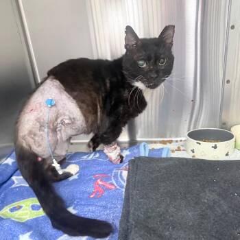 Domestic Short Hair Cats Available for Adoption in Jupiter, Florida - Theo | PetCurious