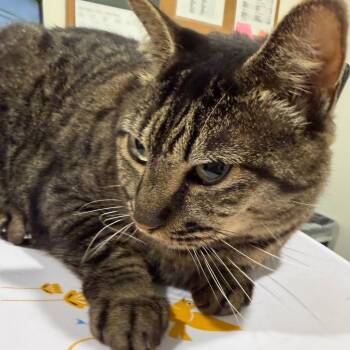 Cleora (Cleo) -  Domestic Short Hair Cat for Adoption in Tampa, Florida - Cleora (Cleo) | PetCurious