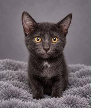 Itsy Bitsy -  Domestic Short Hair Cat for Adoption in Fresno, California - Itsy Bitsy | PetCurious
