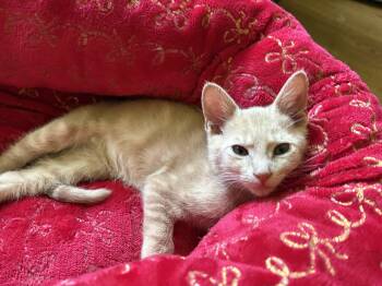 Roomba -  Domestic Short Hair Cat for Adoption in Concord Farr, Tennessee - Roomba | PetCurious