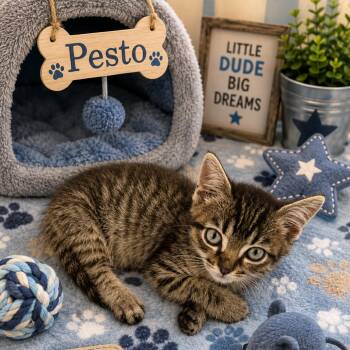Pesto -  Domestic Short Hair Cat for Adoption in League City, Texas - Pesto | PetCurious