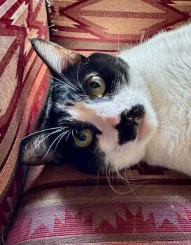 Oliver -  Domestic Short Hair Cat for Adoption in Edmond, Oklahoma - Oliver | PetCurious