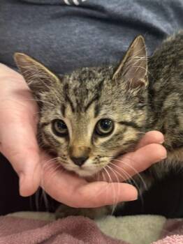 Blu -  Domestic Short Hair Cat for Adoption in Fishers, Indiana - Blu | PetCurious