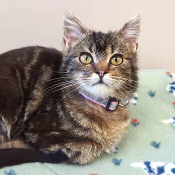 Tabby Cats Available for Adoption in Marshfield, Wisconsin - Hollis | PetCurious