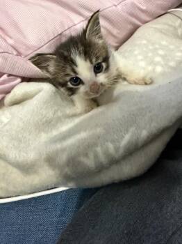 *Firecracker Floof -  Domestic Short Hair Cat for Adoption in Newnan, Georgia - *Firecracker Floof | PetCurious