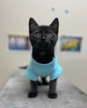 Rescue Domestic Short Hair Cats for Adoption in Nacogdoches, Texas - Poppy | PetCurious