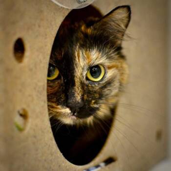 Priscilla -  Domestic Medium Hair Cat for Adoption in Troutdale, Oregon - Priscilla | PetCurious