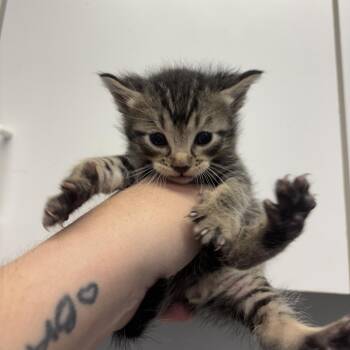 Waffles -  Domestic Short Hair Cat for Adoption in Spokane, Washington - Waffles | PetCurious