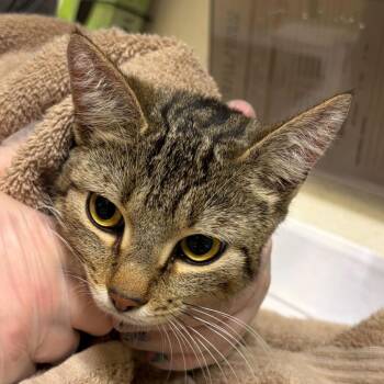 Domestic Short Hair Cats Available for Adoption in Asheville, North Carolina - Barbie | PetCurious