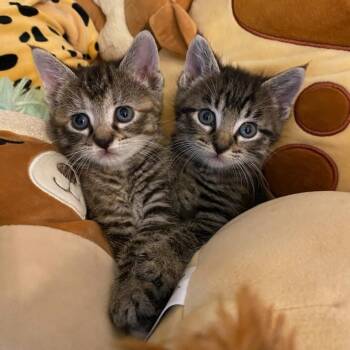 Rescue Tabby Cats for Adoption in Nacogdoches, Texas - TINMAN And SCARECROW | PetCurious