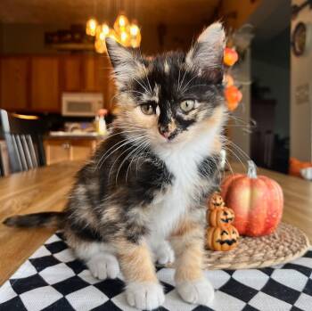 Rescue Domestic Medium Hair Cats for Adoption in Ogden, Utah - Abigail | PetCurious