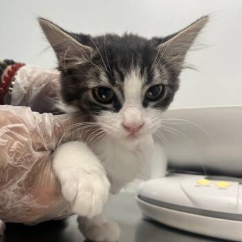 Koa River -  Domestic Medium Hair Cat for Adoption in Las Vegas, Nevada - Koa River | PetCurious