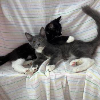 Violet & Xaden -  Domestic Medium Hair Cat for Adoption in Mount Vernon, Illinois - Violet & Xaden | PetCurious