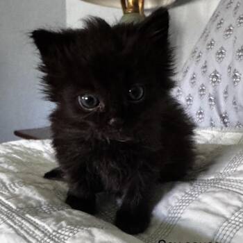 Domestic Short Hair Cats Available for Adoption in Danbury, Connecticut - Soy Sauce | PetCurious