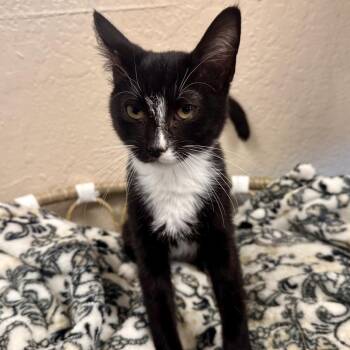Diva -  Domestic Short Hair Cat for Adoption in Medford, Oregon - Diva | PetCurious
