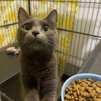 Domestic Short Hair Cats Available for Adoption in Winthrop, Maine - Mantis | PetCurious