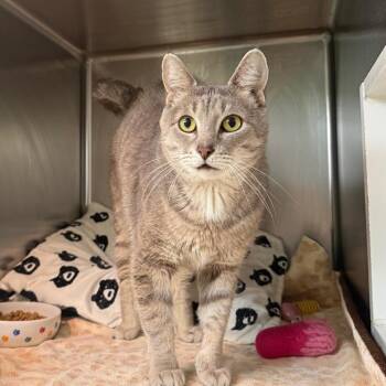 Domestic Short Hair Cats Available for Adoption - Gage | PetCurious