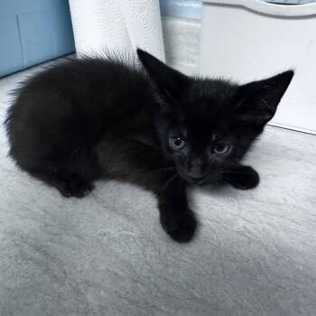 Squeaky -  Domestic Short Hair Cat for Adoption in Riverside, California - Squeaky | PetCurious