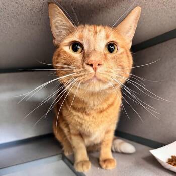 Big Kitty -  Domestic Short Hair Cat for Adoption in Waterloo, Iowa - Big Kitty | PetCurious