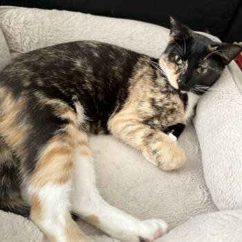 Rescue Tortoiseshell and Calico Cats for Adoption in Sugar Land, Texas - Kira | PetCurious