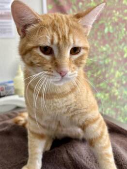 Domestic Short Hair Cats Available for Adoption in San Antonio, Texas - Surfboard | PetCurious