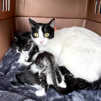 Domestic Short Hair Cats Available for Adoption in Long Beach, California - Lolly | PetCurious