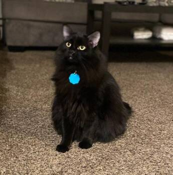 Domestic Long Hair Cats Available for Adoption in Millcreek, Utah - Duckie | PetCurious