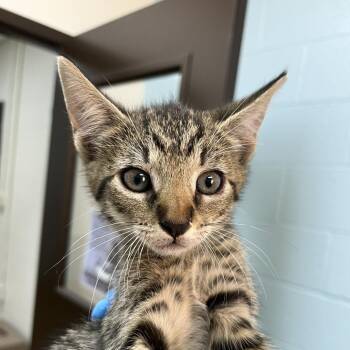 SVAS-Stray-39239 -  Domestic Short Hair Cat for Adoption in Lyndhurst, Virginia - SVAS-Stray-39239 | PetCurious