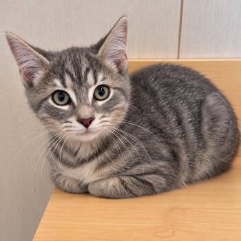Muncho -  Domestic Short Hair Cat for Adoption in Pontiac, Michigan - Muncho | PetCurious