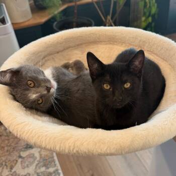 Norberta -  Domestic Short Hair Cat for Adoption in Springfield, Oregon - Norberta | PetCurious