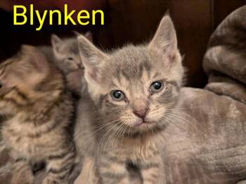 Domestic Short Hair and Tabby Cats Available for Adoption in Poplar Grove, Illinois - Blynken | PetCurious