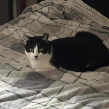 Rescue Domestic Short Hair Cats for Adoption in Terrebonne, Quebec - Charlie | PetCurious