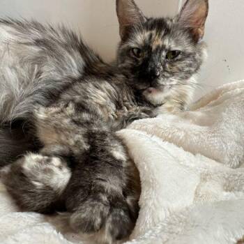 Jubilee -  Maine Coon and Extra Toes Cat Hemingway Polydactyl Cat for Adoption in Tipp City, Ohio - Jubilee | PetCurious