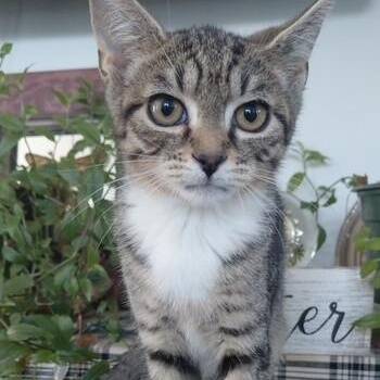 Greyson -  Domestic Short Hair Cat for Adoption in West Warwick, Rhode Island - Greyson | PetCurious