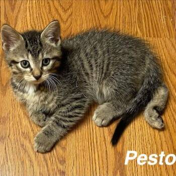 Pesto (Noodle 4) -  Domestic Short Hair Cat for Adoption in Edwardsville, Illinois - Pesto (Noodle 4) | PetCurious