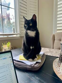 Domestic Short Hair Cats Available for Adoption in Oceanside, California - Sparky | PetCurious