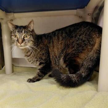 Domestic Short Hair Cats Available for Adoption - PRINCESS PEACH | PetCurious