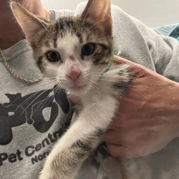 Milo -  Domestic Short Hair Cat for Adoption in Normal, Illinois - Milo | PetCurious