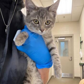 Pumbaa -  Domestic Short Hair Cat for Adoption in Council Bluffs, Iowa - Pumbaa | PetCurious