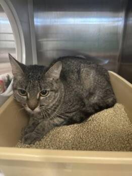 Domestic Short Hair Cats Available for Adoption - Elsa | PetCurious