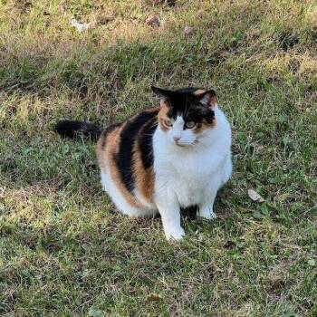 Domestic Short Hair Cats Available for Adoption - Krispy Kreme | PetCurious