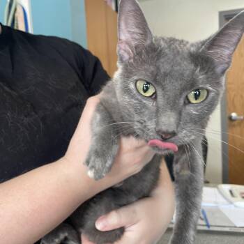 Sassy -  Dilute Tortoiseshell Cat for Adoption in Kansas City, Missouri - Sassy | PetCurious