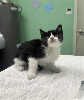 DARYL DIXON -  Domestic Short Hair Cat Available for Adoption in Killeen, Texas - DARYL DIXON | PetCurious