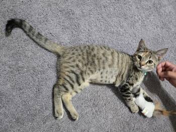 Rescue American Shorthair Cats for Adoption in The Woodlands, Texas - Asuki | PetCurious