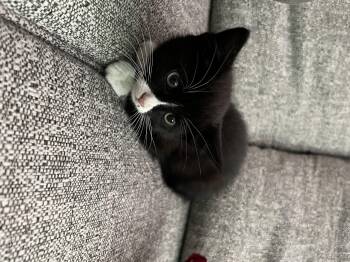 Daybreak -  Domestic Short Hair Cat for Adoption in Fruit Heights, Utah - Daybreak | PetCurious