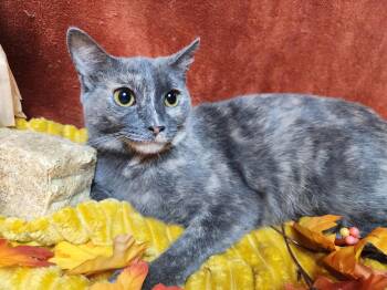 Rescue Dilute Calico and Domestic Short Hair Cats for Adoption in Greensburg, Pennsylvania - Nilla | PetCurious