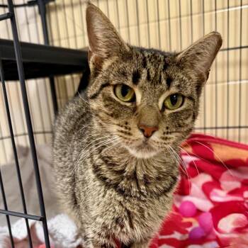Kimchi -  Domestic Short Hair Cat Available for Adoption in East Hampton, New York - Kimchi | PetCurious